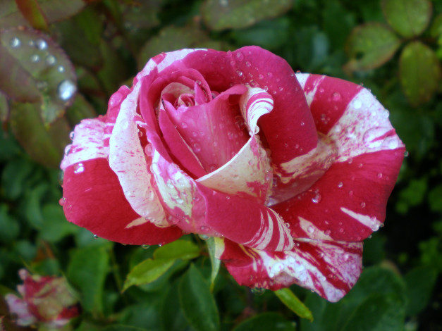 Обои картинки фото цветы, розы, пестрый, капли