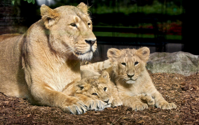 Обои картинки фото животные, львы, семья, малыши