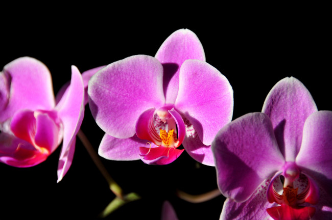 Обои картинки фото цветы, орхидеи, розовый, яркий