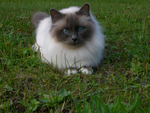 Картинка животные коты cat сиамский