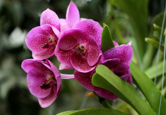 Картинка цветы орхидеи лиловый ветка экзотика