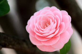 Картинка цветы камелии розовый лепестки