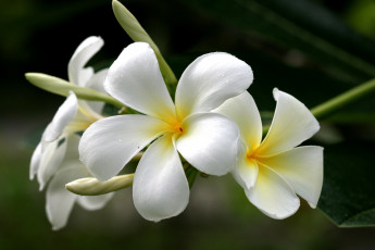Картинка цветы плюмерия экзотика белый