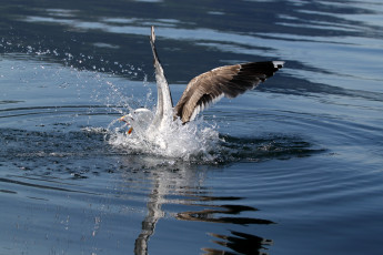Картинка животные Чайки бакланы крачки чайка море