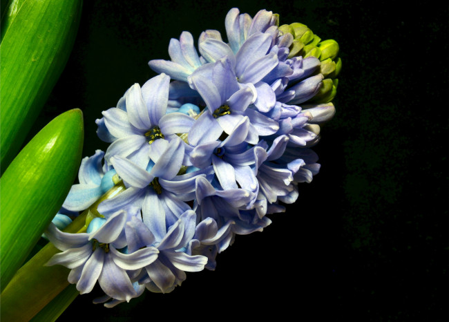 Обои картинки фото цветы, гиацинты, макро, голубой