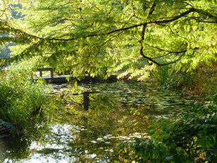 Картинка van dusen gardens природа парк растения