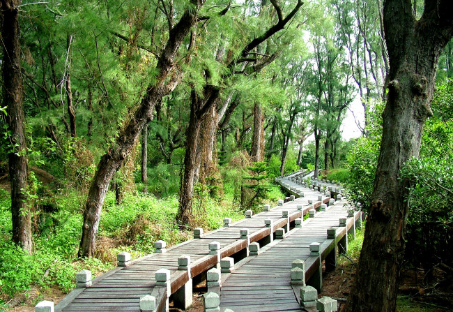 Обои картинки фото тайвань, природа, парк, деревья, настил, дорожка