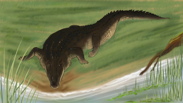 Картинка рисованные животные +крокодилы крокодил