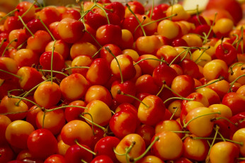 Картинка еда вишня +черешня гибрид макро двухцветная черешня много ягоды