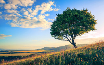 Картинка природа деревья облака трава небо дерево поле