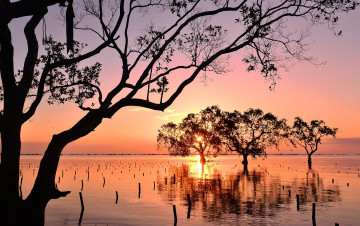 Картинка природа восходы закаты мангры закат залив mindanao philippines минданао филиппины деревья