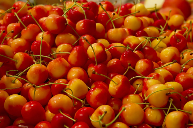 Обои картинки фото еда, вишня,  черешня, гибрид, макро, двухцветная, черешня, много, ягоды