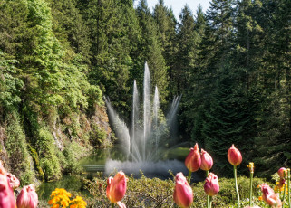 Картинка канада природа парк тюльпаны деревья