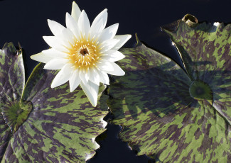 Картинка цветы лилии+водяные +нимфеи +кувшинки вода цветение водяные лилии листья