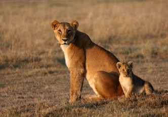 Картинка животные львы малыш львица лев животное мама