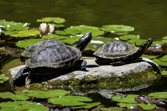 Картинка животные Черепахи вода листья черепаха