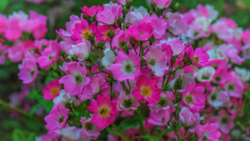 Картинка цветы розы цветение листья розовая роза лепестки