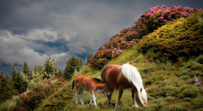 Обои картинки фото разное, компьютерный дизайн, горы, компьютерный, диз, лошадь, цветы