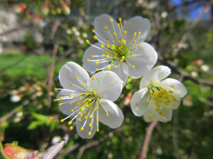обоя цветы, сакура,  вишня, весна, 2018