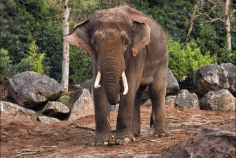 Картинка животные слоны исполин