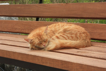 Картинка животные коты на лавочке спит рыжая кошка