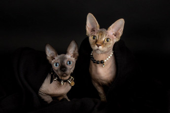 Картинка животные коты портрет стиль взгляд мордочки котята парочка тёмный фон ожерелье кошки ошейник