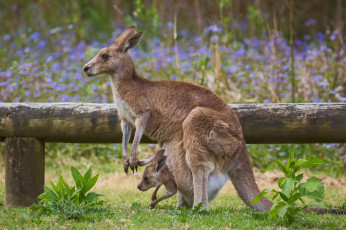 Картинка животные кенгуру мама сумка малыш