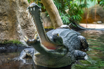 Картинка животные крокодилы хищник