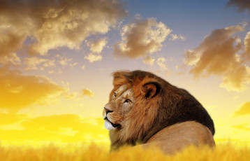 обоя животные, львы, облака, небо, лев