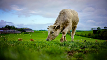 Картинка животные коровы +буйволы бык пасется бычок зелень поле молодой корова природа пастбище белый теленок луг лето небо трава пейзаж