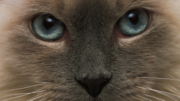 Картинка животные коты усы кот нос глаза морда кошка