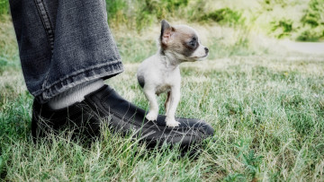 Картинка животные собаки нога маленькая ботинок собачка
