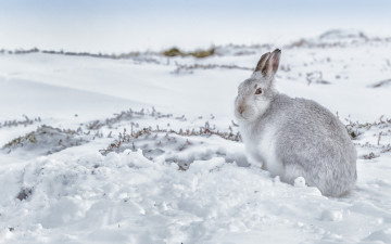 обоя животные, кролики,  зайцы, заец, снег