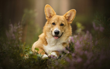 Картинка животные собаки язык цветы трава собака пес велш-корг