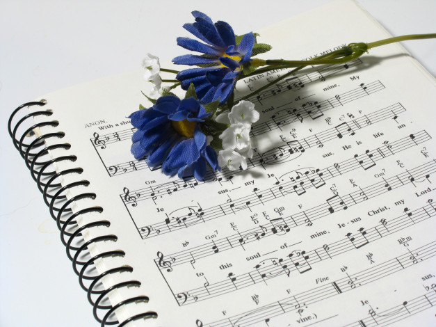 Обои картинки фото музыка, -другое, ноты, цветок