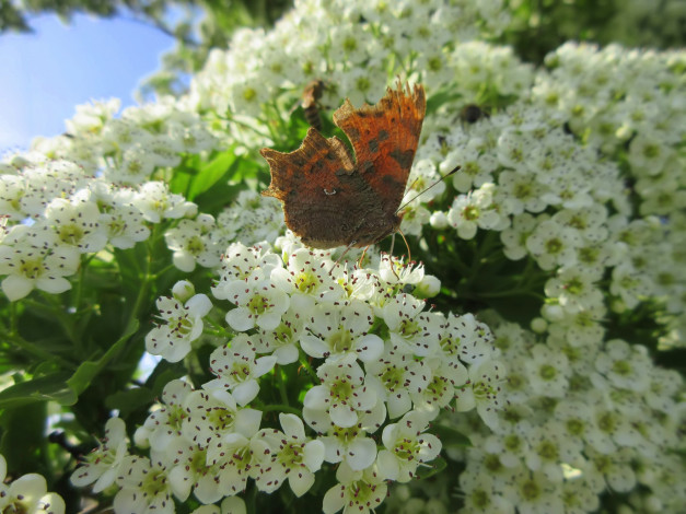 Обои картинки фото животные, бабочки,  мотыльки,  моли, весна, 2018