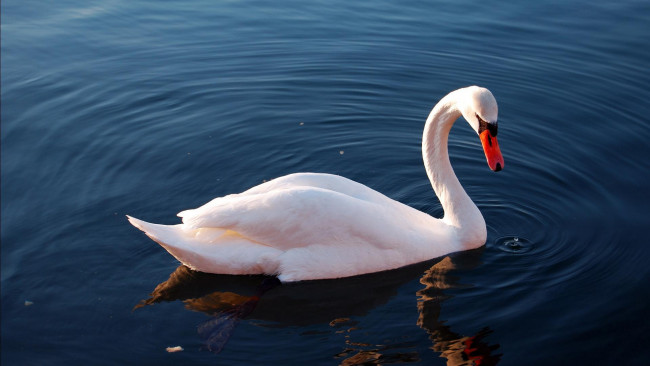 Обои картинки фото животные, лебеди, белый, озеро, лебедь