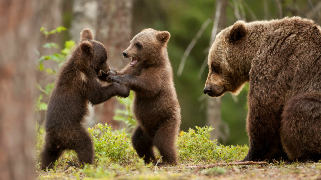 Обои картинки фото животные, медведи, игра, медвежата, медведица