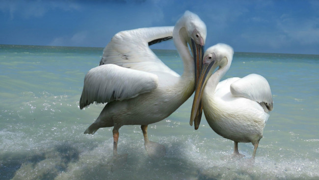 Обои картинки фото животные, пеликаны, поза, двое, птицы, ласка, две, прибой, море, небо, фон, любовь, влюбленные, белые, пара