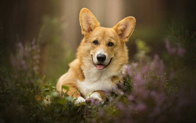 Обои картинки фото животные, собаки, язык, цветы, трава, собака, пес, велш-корг