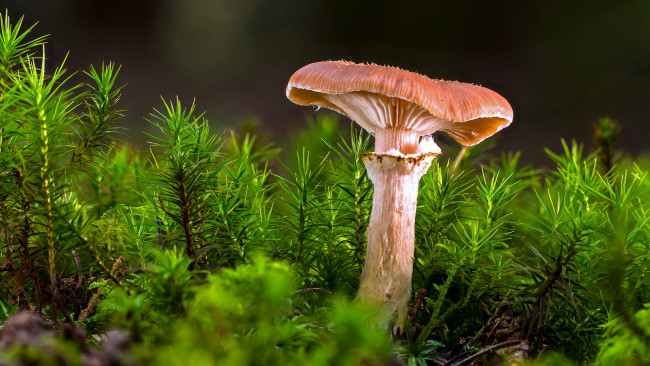 Обои картинки фото природа, грибы, мох, гриб