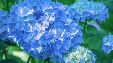 Картинка цветы гортензия синяя соцветие