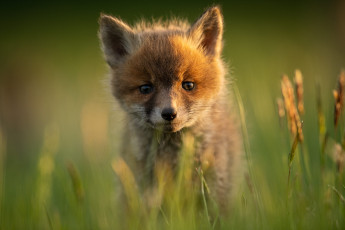 Картинка животные лисы лисёнок