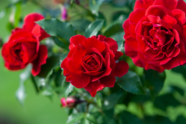 Обои картинки фото цветы, розы, алые, трио