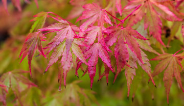 обоя japanese maple leaves, природа, листья, japanese, maple, leaves