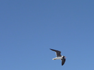 Картинка животные Чайки бакланы крачки птица небо