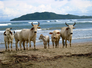Картинка животные коровы буйволы теленок