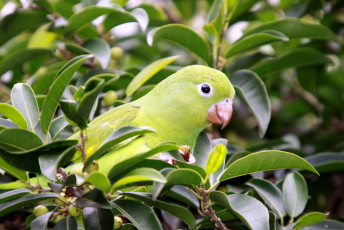 Картинка животные попугаи зеленый листья