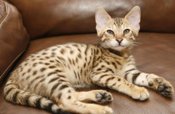 Картинка животные коты саванна