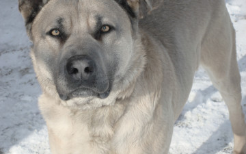 Картинка животные собаки снег белая шерсть взгляд